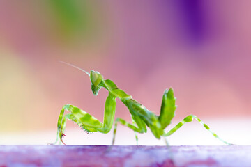 Grasshoppers are camouflaged to catch their prey.
