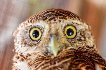 Owls are predators that look for food at night.