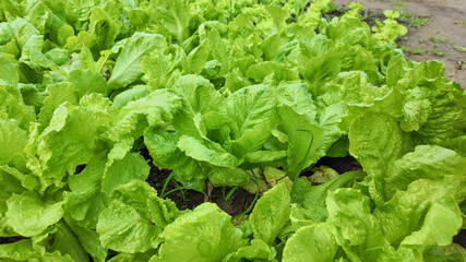 A lush green lettuce field thriving, symbolizing sustainable agriculture, healthy living, and Earth Day celebrations