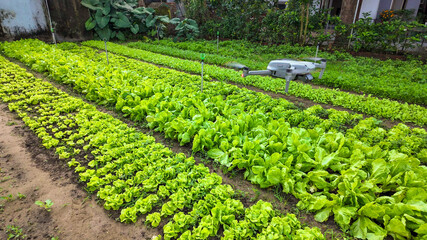 A drone surveys a lush organic lettuce farm, illustrating modern agricultural technology and...