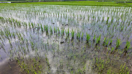 Lush green rice seedlings grow in a flooded paddy field, symbolizing sustainable agriculture and Asian harvest festivals