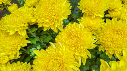 Bright yellow chrysanthemums in full bloom symbolize positivity and are widely used in Asian cultures for the Mid-Autumn Festival