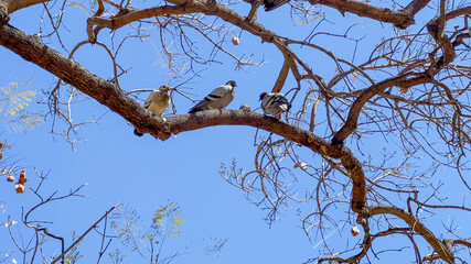 Three pigeons perched on a leafless tree branch against a clear blue sky, symbolizing urban wildlife and tranquility in nature