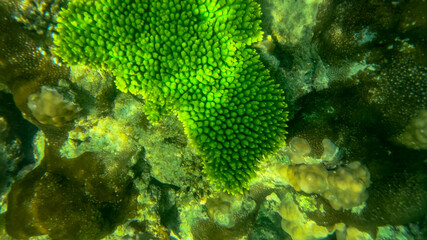 Vibrant green coral in a reef ecosystem highlights environmental conservation and marine biodiversity awareness