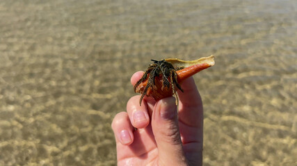 A hand holds a hermit crab in a shell against a sandy beach background, symbolizing coastal exploration and marine life conservation