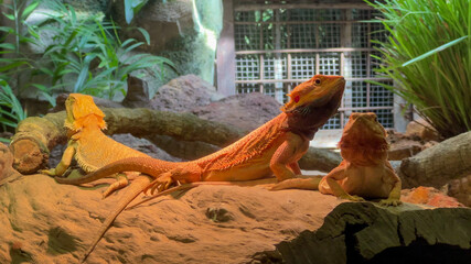 Three bearded dragons basking under sunlight on a rock in a vivarium, highlighting reptile care and...
