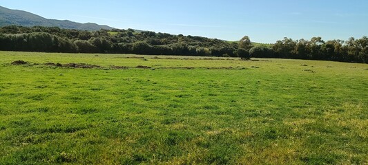 grass and blue sky