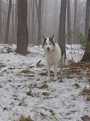 
A dog is like a wolf in the forest. against the background of fog. Winter photo.