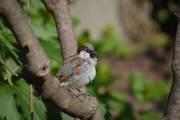 Plump Bird in Tree