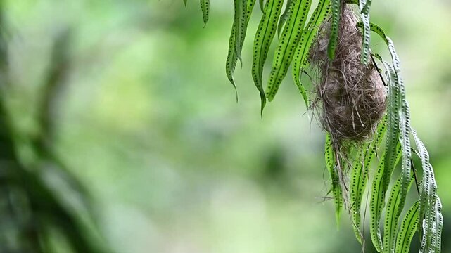 A heartwarming sight of a Javan Sunbird diligently feeding its hungry chicks in their cozy nest, tender moment of a parent's love in nature
