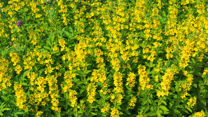 Lush blooming of yellow flowers in the sunlight.