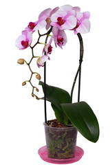 Naklejka premium Blooming orchid plant isolated on white.