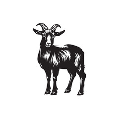 black and white goat