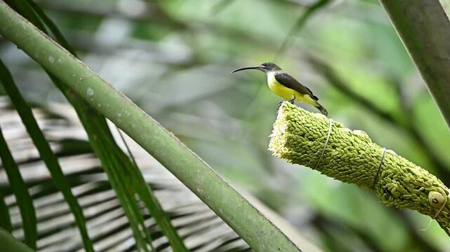 the little spiderhunter bird is happily sucking the sweet sap of the coconut flower with its long beak