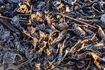 Frost-Covered Leaves and Plants Highlighting Nature's Winter Beauty