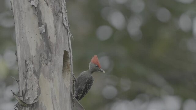 a male red-crested Common flameback or dinopium javanense bird carries food in front of a nest hole in a dry tree