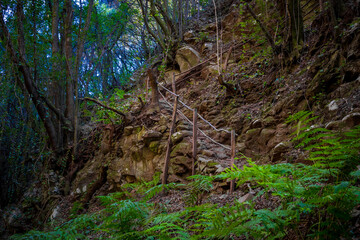 View on nature and landscape during hike through La Zarza Archaeological Park and Laurissilva forest in La Palma