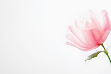 Soft and elegant pink flower is highlighted on clean white background, evoking sense of femininity, health and self-care, creating serene and beautiful composition