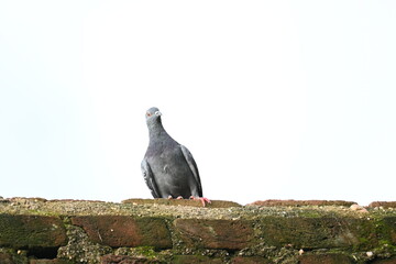 Rock dove or rock pigeon. It is a popular pet bird in the world. In some areas, it is also bringing up for meat. It also used to work as a messenger in the olden times.