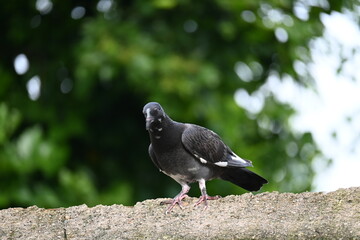 Rock dove or rock pigeon. It is a popular pet bird in the world. In some areas, it is also bringing up for meat. It also used to work as a messenger in the olden times.