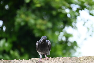 Rock dove or rock pigeon. It is a popular pet bird in the world. In some areas, it is also bringing up for meat. It also used to work as a messenger in the olden times.