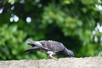 Rock dove or rock pigeon. It is a popular pet bird in the world. In some areas, it is also bringing up for meat. It also used to work as a messenger in the olden times.