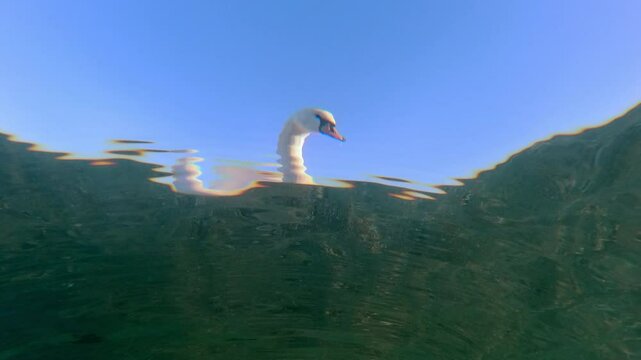 Close-up view from below through the surface of the water of a white swan swimming on a blue sky background. Bottom view of a portrait of a swan floating above the water surface in calm weather 