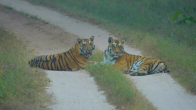 India hosts largest wild tiger population, with national parks like Ranthambore and Jim Corbett protecting these iconic, endangered big cats critical to ecosystem balance.
