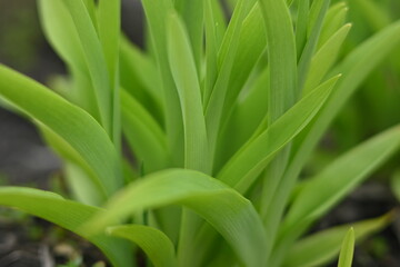 cracks in the asphalt after frost, cracked texture of grey bitumen, road surface covered with snow after winter 