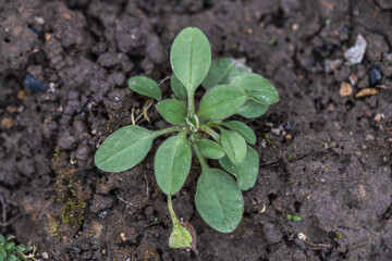Forget-me-nots (Myosotis arvensis) blue Flowers. Rosette of the weed Forget-me-not Marsh semperflorens