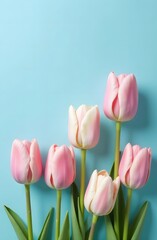 Fototapeta premium On a blue background. Vertical photo with tulips at the bottom and a place for text at the top. Congratulation. March 8th. International Women's Day