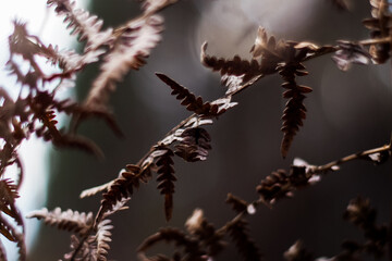 Fougères et bruyères sauvages, à la tombée de la nuit