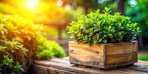 Rustic Wooden Pot with Lush Green Plant in Garden - Close-Up Stock Photo