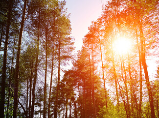 Forest sunset landscape - tops of tree branches with sunlight breaking through them. Spring colorful forest landscape