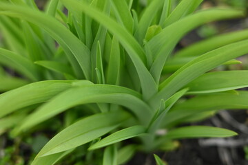Obraz premium Fresh green leaves of young spring plants forming a natural abstract texture. Vibrant foliage background with soft light and shallow depth of field.