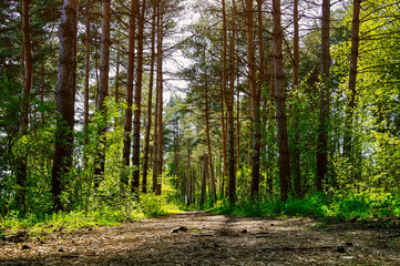 Forest spring landscape - row of pine trees and narrow path lit by soft sunlight. Spring...