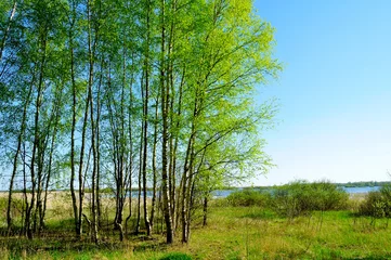 Poster Spring landscape - birch forest at the river side in nice spring sunny day, spring forest landscape with birch trees under blue sky