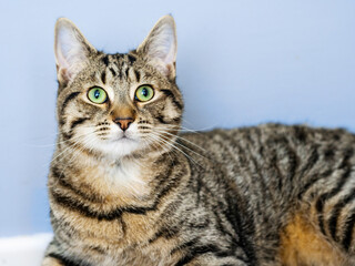 Cute brown fur color tabby cat. Relaxed home pet portrait. Blue background and Irish green eye color.