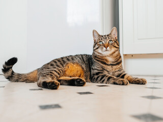 Cut tabby cat with brown color fur is laying on a floor of a kitchen in relaxed and calm pose...