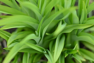 Obraz premium Fresh green leaves of young spring plants forming a natural abstract texture. Vibrant foliage background with soft light and shallow depth of field.