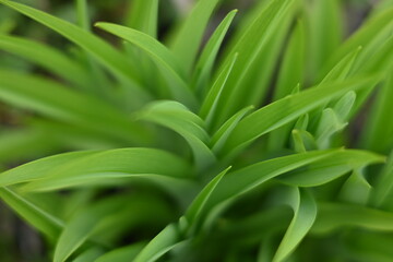 Fresh green leaves of young spring plants forming a natural abstract texture. Vibrant foliage background with soft light and shallow depth of field.