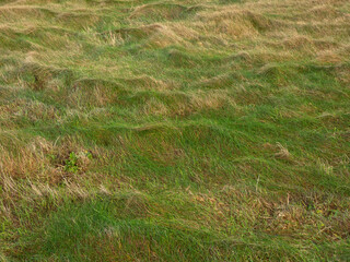 A field of grass with a lot of weeds and dead grass. The field is not well-maintained and he is overgrown and has random shapes created by nature.