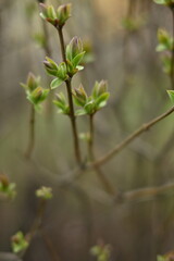 Fototapeta premium young lilac buds on spring branches — fresh green shoots symbolizing growth, renewal, and the beginning of the blooming season.