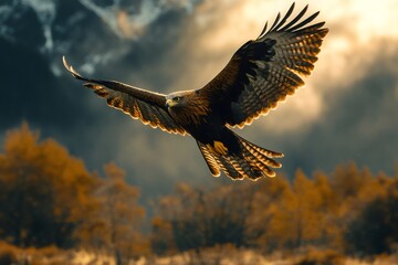 Obraz premium Majestic eagle soaring through cloudy sky at sunset