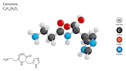 Molecule: Carnosine. Molecular structure. Formula: C9H14N4O3. Chemical model: Ball and stick. White background. 3D illustration.