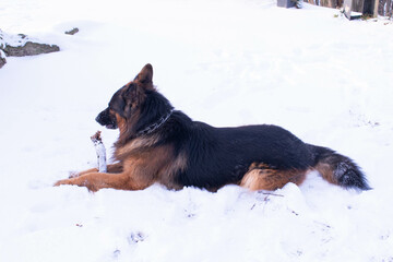 german shepherd dog in snow