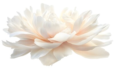 White peony blossom, isolated, soft light, floral design, wedding