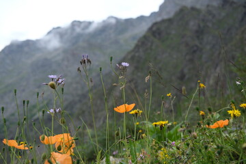alpine meadow in the mountains
