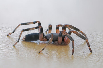 Close up of an Australian White-tailed Spider