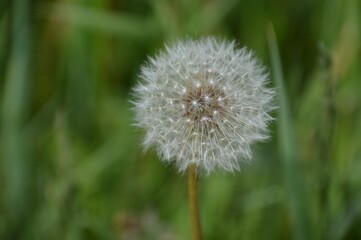 Dandelion in the Spring